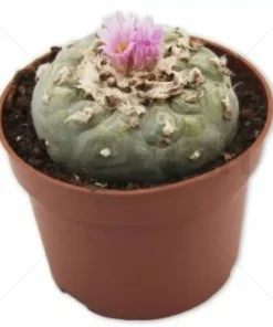 Peyote (Lophophora Williamsii)