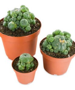 PEYOTE WITH PUPS (LOPHOPHORA WILLIAMSII)