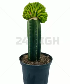 San Pedro Pachanoi (Trichocereus) In Pot Large 25 CM - 40 CM