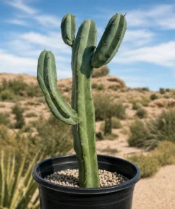 Blue Flame Cactus