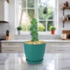 Boobie Cactus For Sale