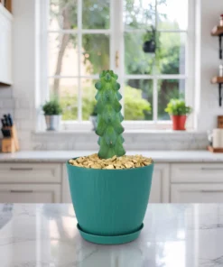Boobie Cactus For Sale