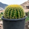 Golden Barrel Cactus For Sale