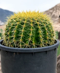 Golden Barrel Cactus For Sale