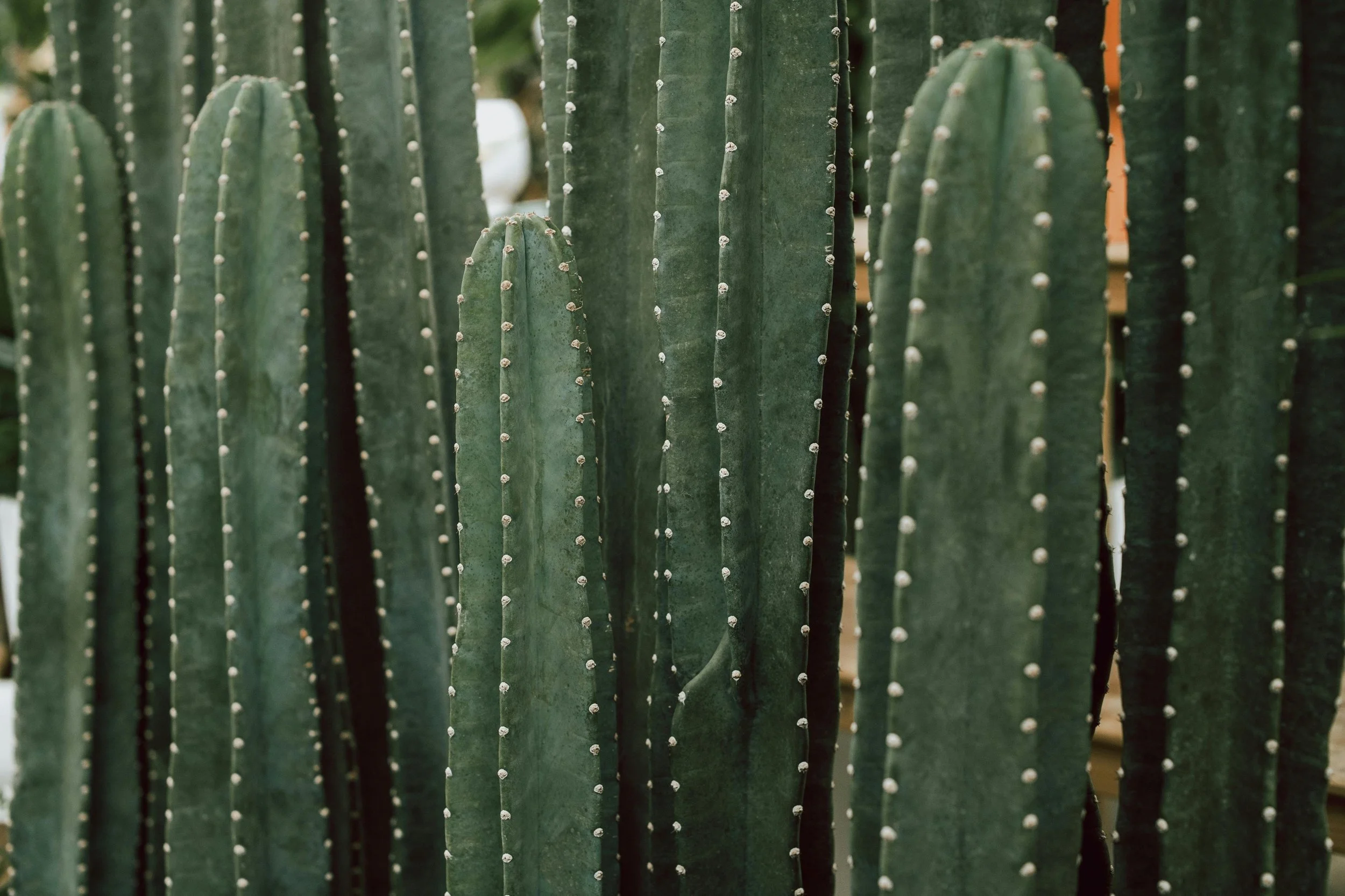 Huachuma Cactus