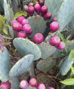 Prickly Pear Cactus