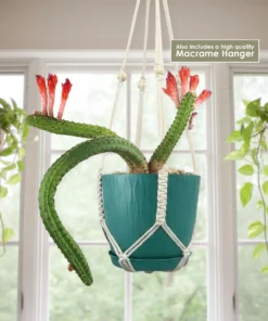 Monkey Tail Cactus For Sale