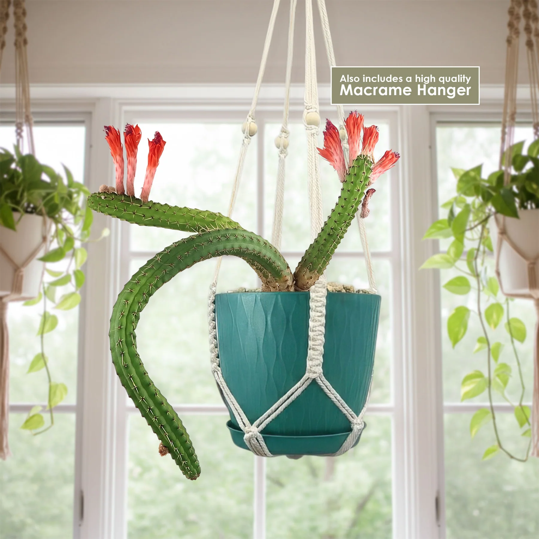 Monkey Tail Cactus For Sale