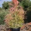 Pencil Cactus For Sale