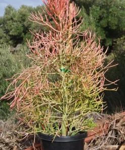 Pencil Cactus For Sale