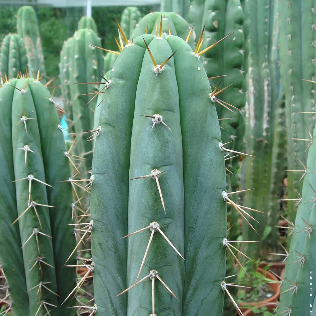 Peruvian Torch Cactus