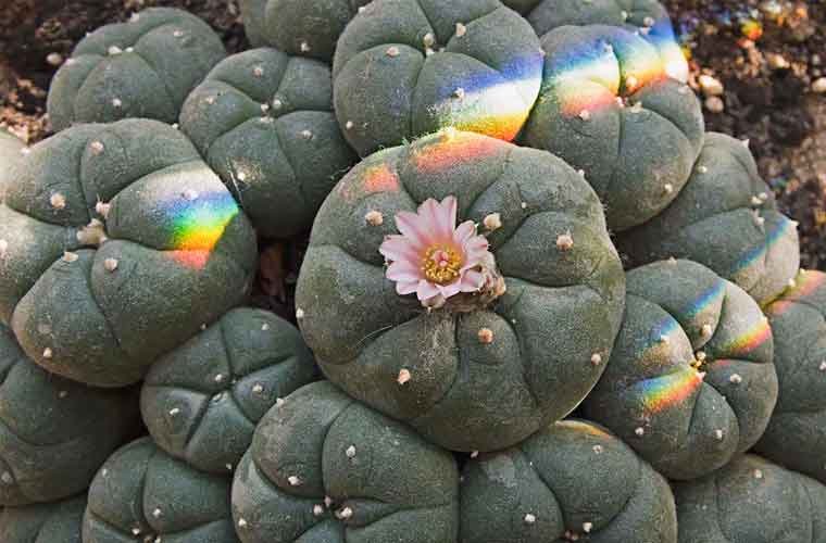 Peyote Cactus