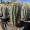 Saguaro Cactus For Sale