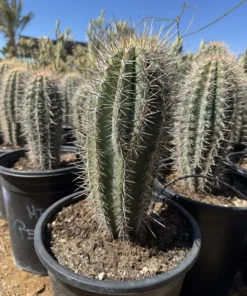 Saguaro Cactus For Sale