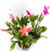 Thanksgiving Cactus For Sale