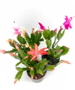 Thanksgiving Cactus For Sale