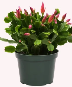 Christmas Cactus