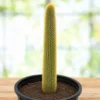 Golden Torch Cactus