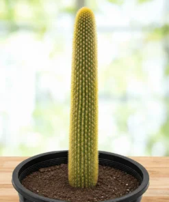 Golden Torch Cactus