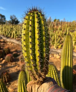 Organ Pipe Cactus