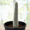 Silver Torch Cactus For Sale