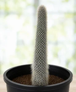 Silver Torch Cactus For Sale