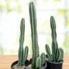 peruvian apple cactus for sale