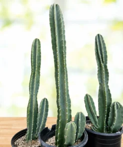 peruvian apple cactus for sale