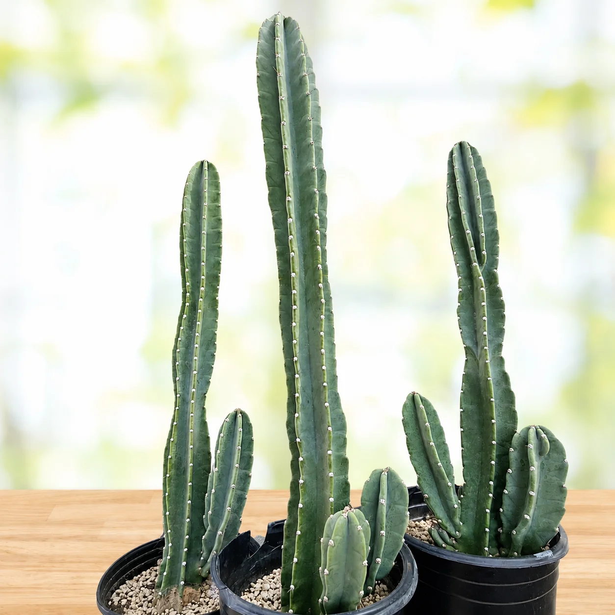 peruvian apple cactus for sale